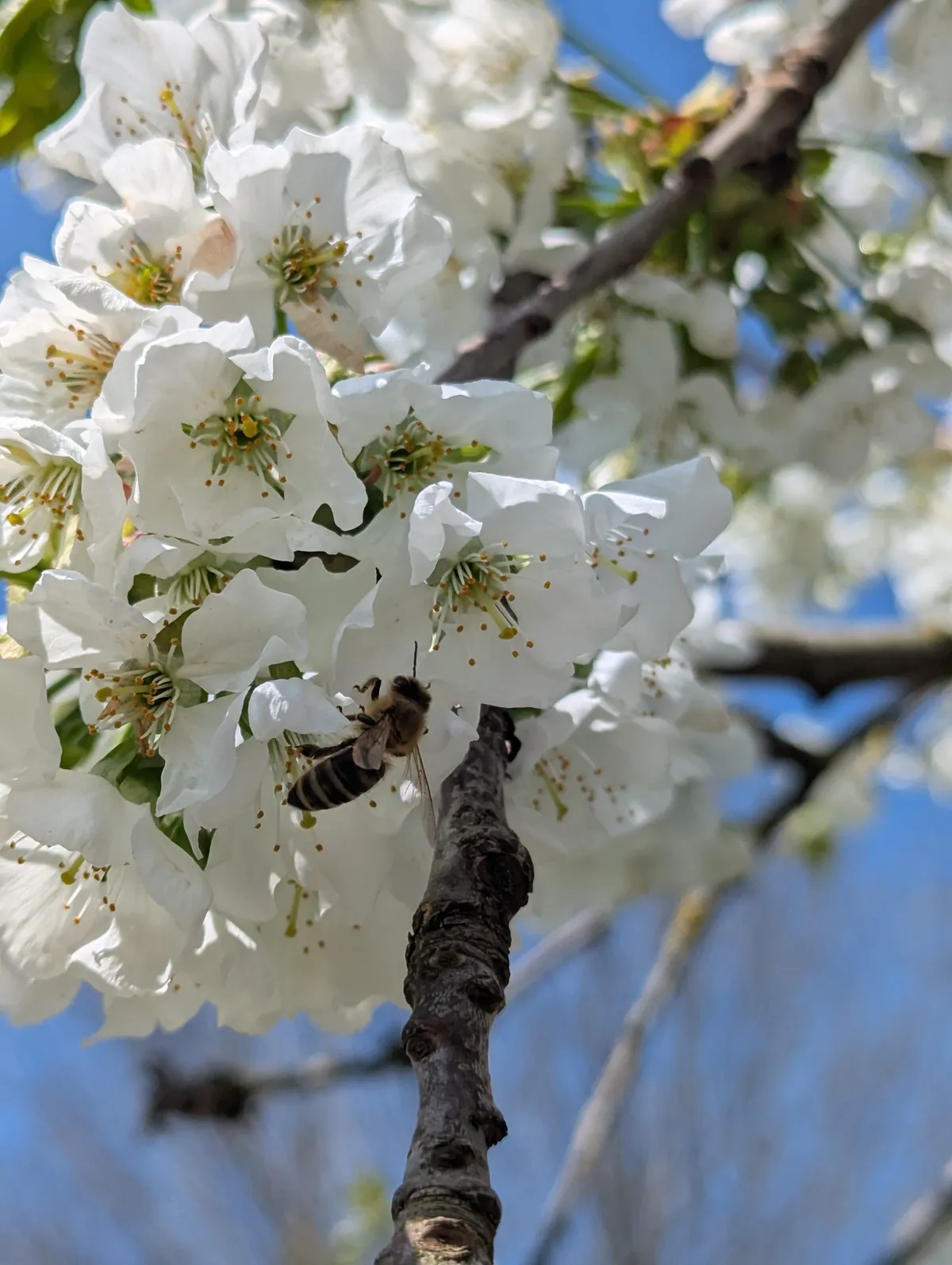 Biene an der Kirschblüte