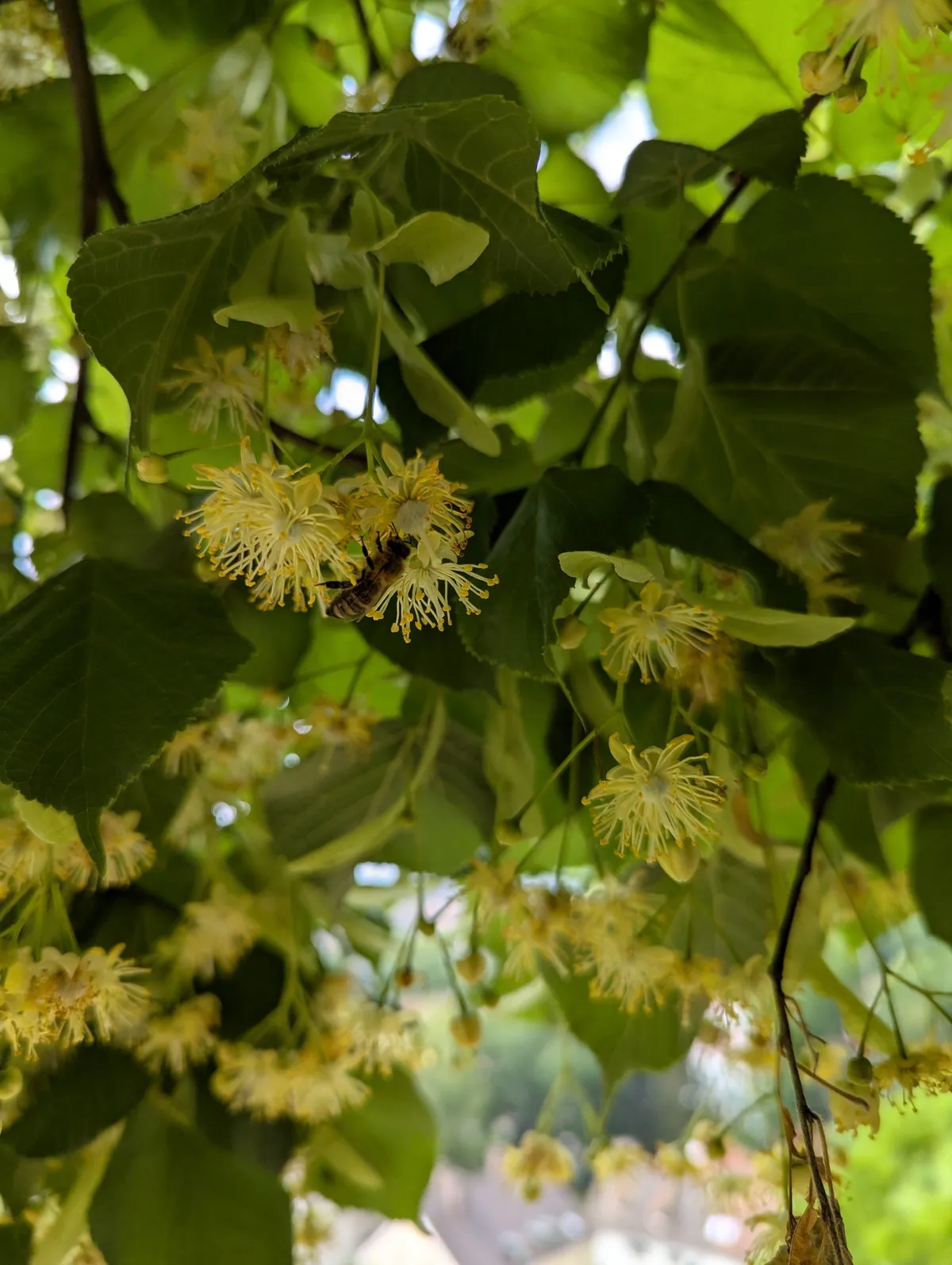 Biene an einer Lindenblüte