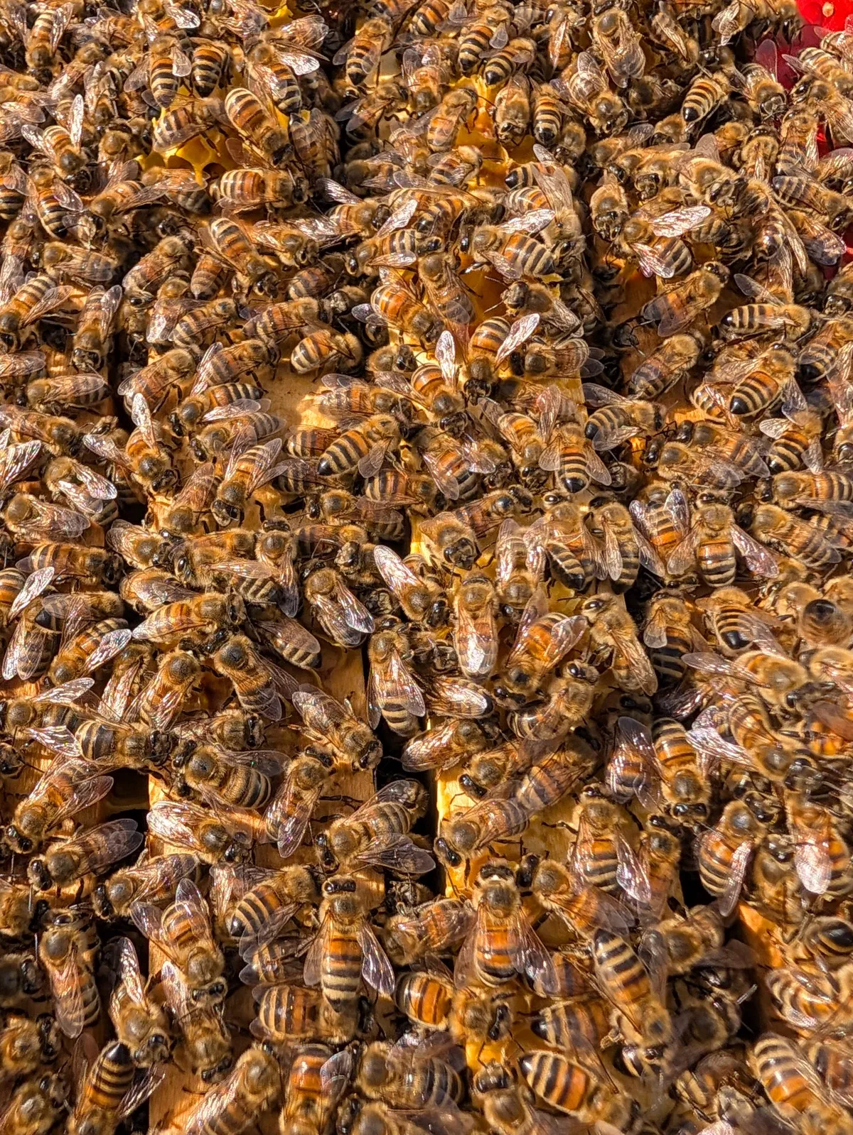 Viele Bienen dicht an dicht auf den Waben