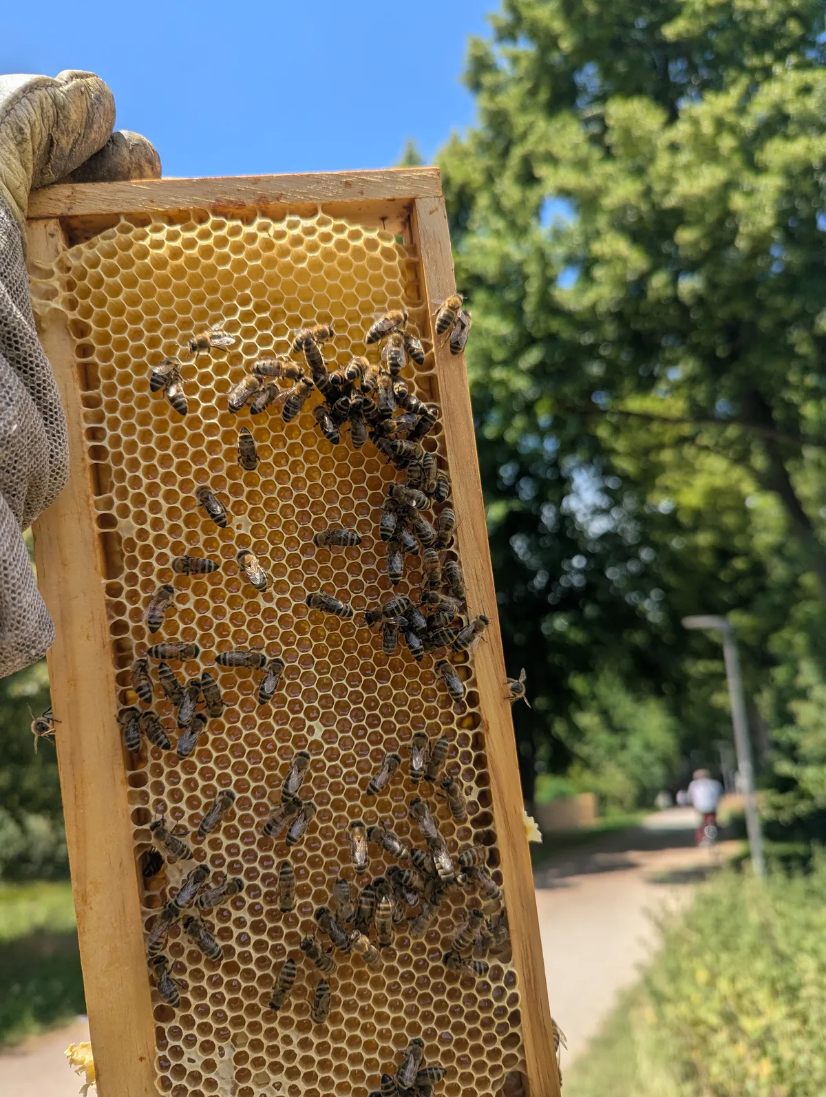 Honigwabe mit Bienen an der Lindenallee