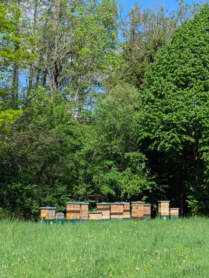 Bienenvölker am Waldrand in den Amperauen