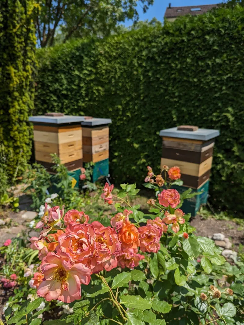 Bienenvölker hinter Rosen im Hausgarten