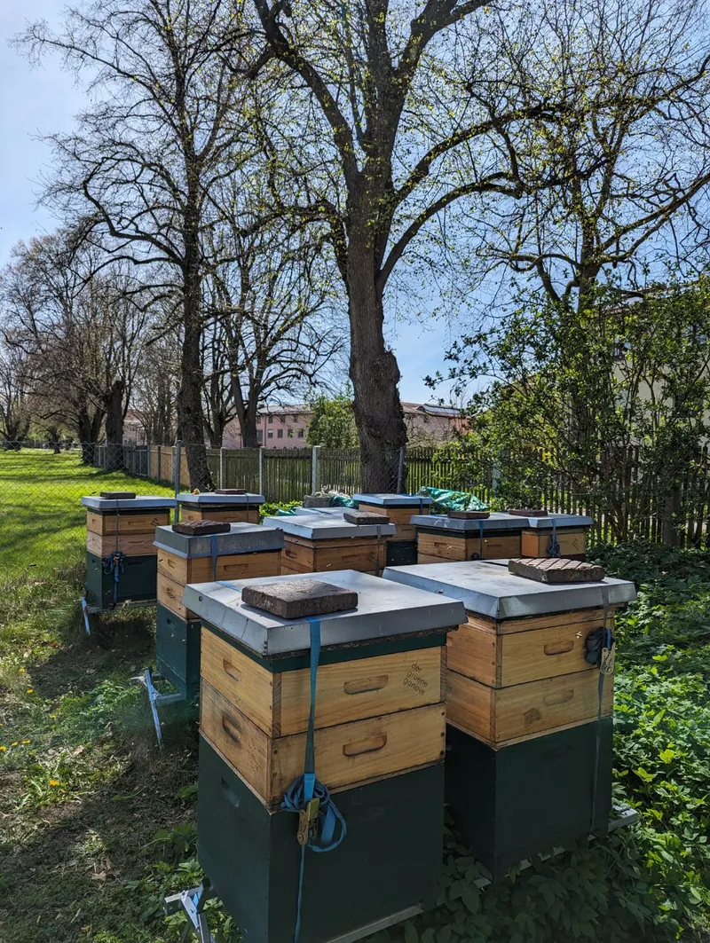 Bienenstöcke unter den Linden an der Lindenallee