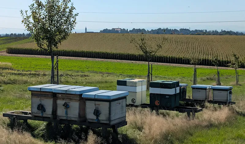 Bienenvölker auf der Wiese in Steinkirchen