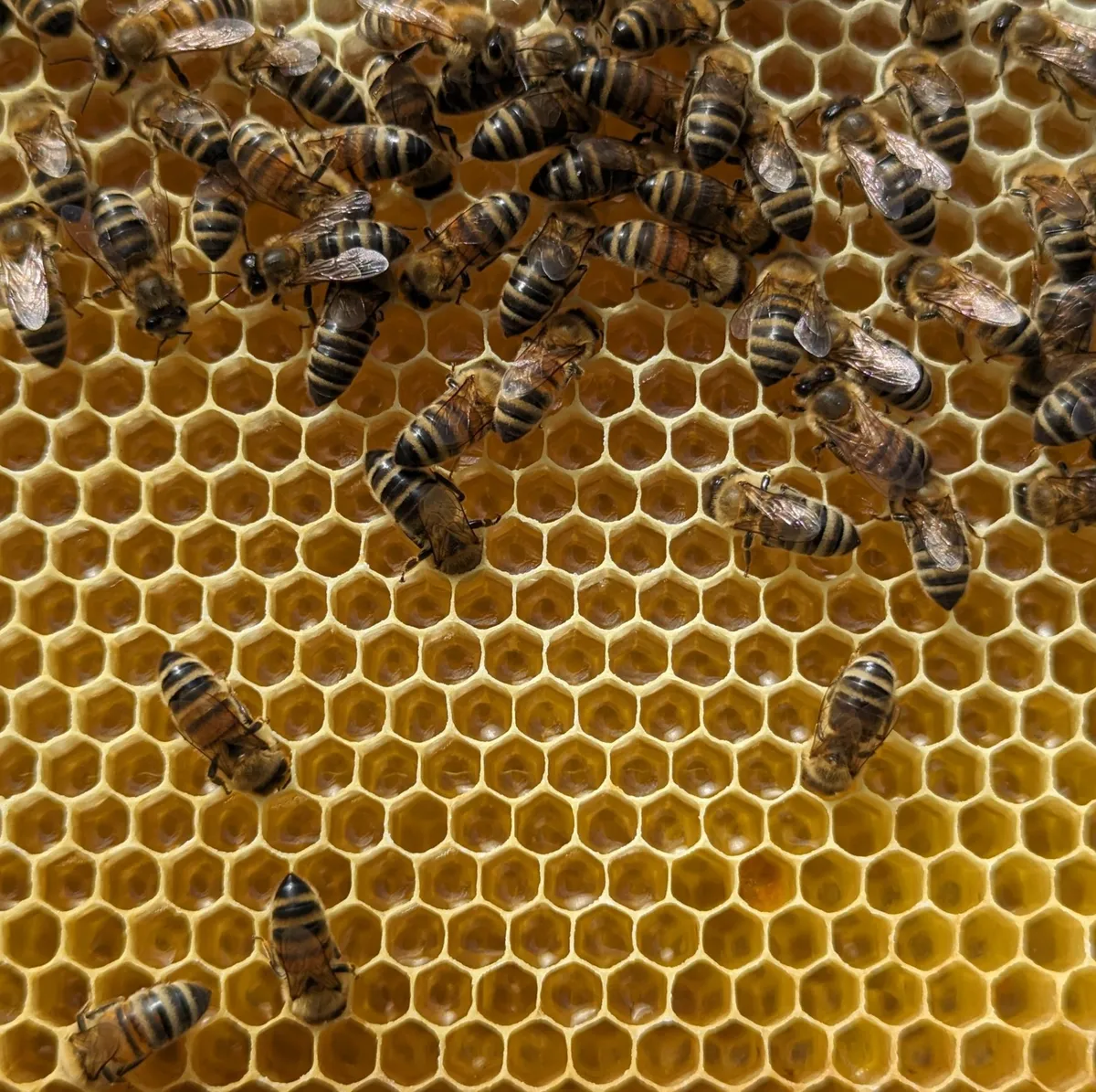 Bienen auf einer Honigwabe
